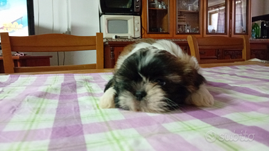 Cuccioli si shih tzu