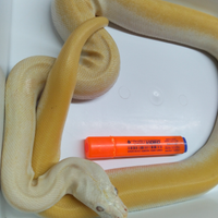 Pitone Moluro Femmina Bivittatus