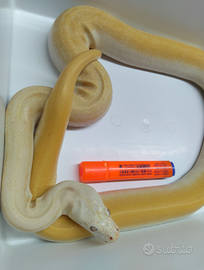 Pitone Moluro Femmina Bivittatus