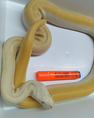 Pitone Moluro Femmina Bivittatus