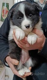 Cuccioli Border collie