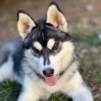 Cucciola di siberian husky