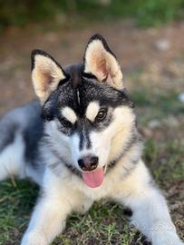 Cucciola di siberian husky