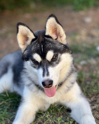 Cucciola di siberian husky