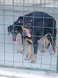 Grifo nero della valnerina