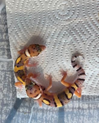 Geco leopardino