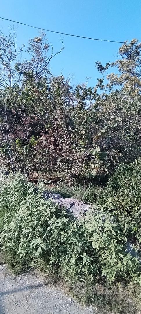 Terreno noci e nocciole a Striano - Vista 2