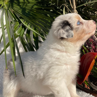 Cuccioli di pastore australiano Villa Teresa