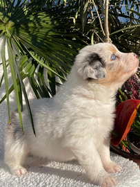 Cuccioli di pastore australiano Villa Teresa