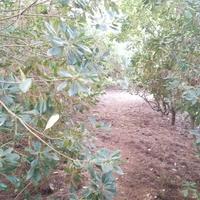 Terreno agricolo fronte mare