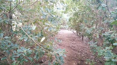 Terreno agricolo fronte mare