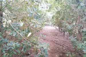 Terreno agricolo fronte mare