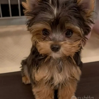 Yorkshire cuccioli taglia molto piccola