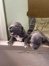 Cuccioli cane corso grigio chiaro taglia grande