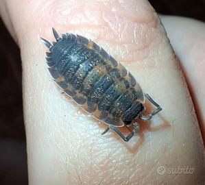Colonia starter di Porcellio Scaber Lava