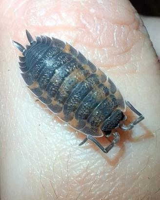 Colonia starter di Porcellio Scaber Lava