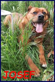 JOSEF 5 anni adottato da cucciolo e rimandato indi