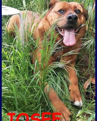 JOSEF 5 anni adottato da cucciolo e rimandato indi