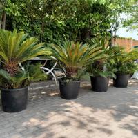 cycas