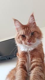 Maine coon maschio per monta