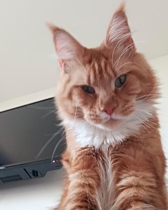 Maine coon maschio per monta