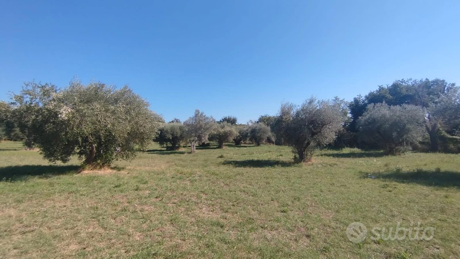 Panoramico con uliveto - Altro
