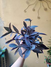 Pianta di Tradescantia Pallida detta "miseria"