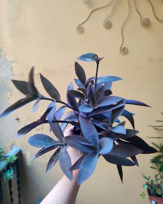 Pianta di Tradescantia Pallida detta "miseria"