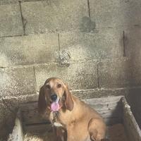 Cane da caccia