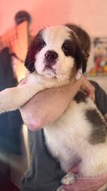 Cuccioli di San Bernardo