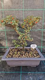 Bonsai di Cotoneaster Orizzontalis 199