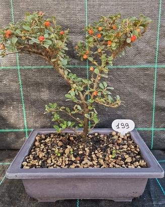 Bonsai di Cotoneaster Orizzontalis 199