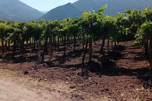 Vigneto 17 are con rudere