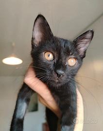 Gattina femmina