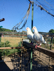 Piccioni da allevamento (carne)