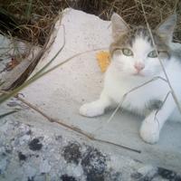 Adozione gattina