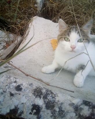 Adozione gattina