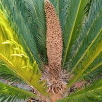 Cycas adulte in vaso di resina 🌴