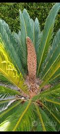 Cycas adulte in vaso di resina 🌴