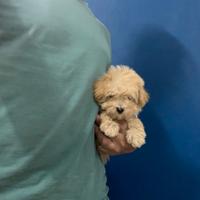 Maltipoo mini toy Barboncino Maltese