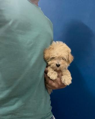 Maltipoo mini toy Barboncino Maltese