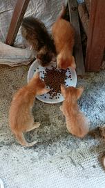 3 gattini