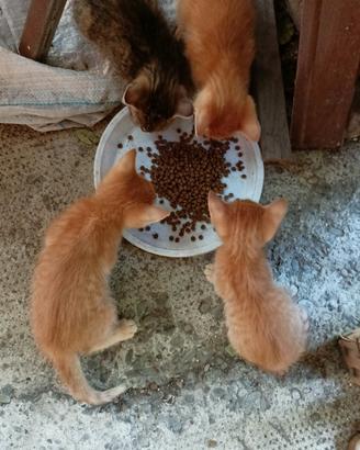 3 gattini