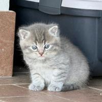 Cuccioli incrocio con British Longhair