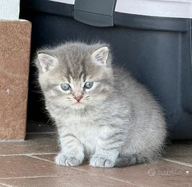 Cuccioli incrocio con British Longhair