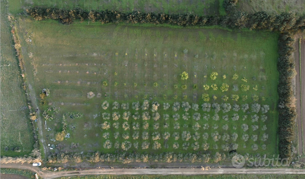 Terreno agricolo oliveto Monastir