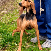 Vendita segugio italiano pelo raso