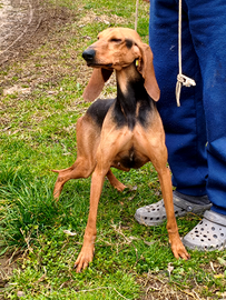 Vendita segugio italiano pelo raso