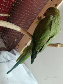 Parrocchetto dal collare allevamento a mano