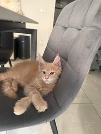 Gattino Maine coon